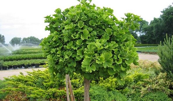 penis büyütme için yeşil ginkgo biloba ağacı