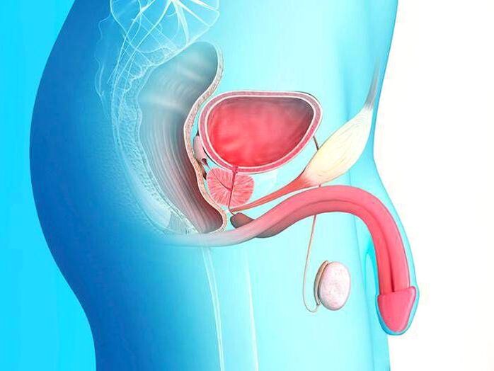 penis ve ameliyatla uzatılması